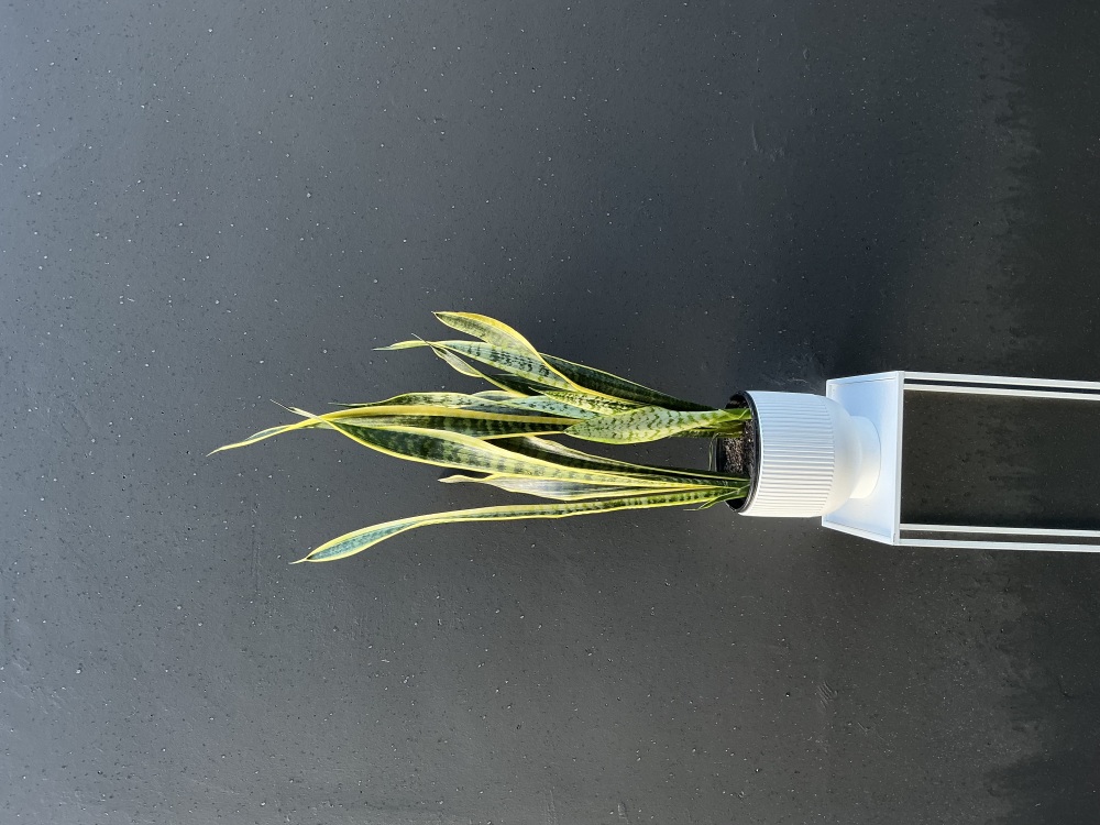 Snake Plant (large)